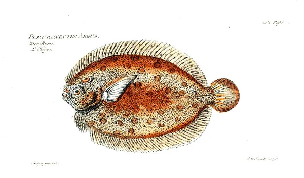 Balık Illustration. Eski resim