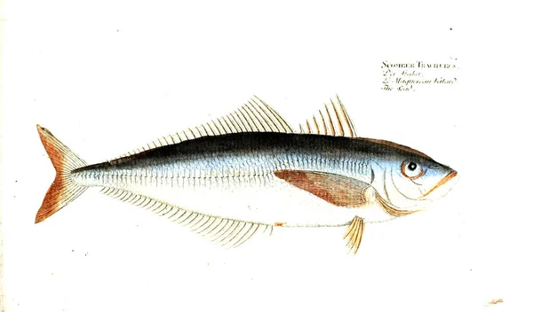 Illustration Poissons Ancienne Image — Photo