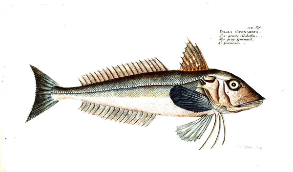 Illustration Poissons Ancienne Image — Photo