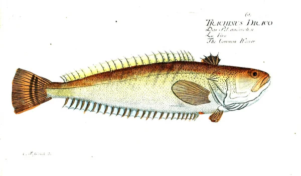 Illustration Von Fischen Altes Bild — Stockfoto