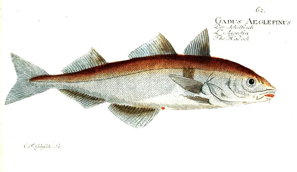 Illustration Fisk Gamla Bilden — Stockfoto