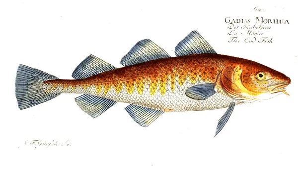 Balık Illustration. Eski resim