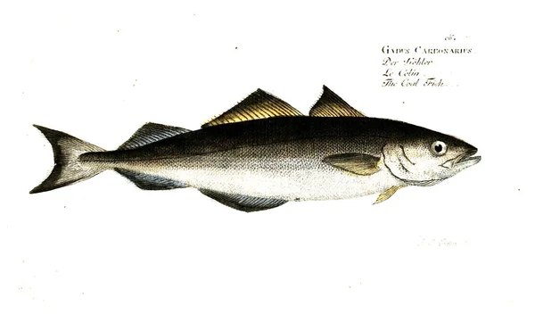 Illustration Poissons Ancienne Image — Photo