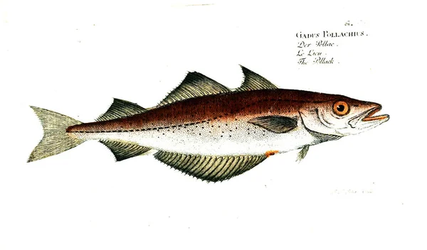 Illustration Von Fischen Altes Bild — Stockfoto