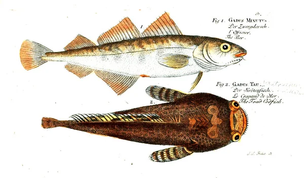 Balık Illustration. Eski resim