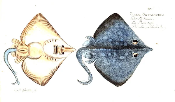 Иллюстрация Рыбы Старое Изображение — стоковое фото