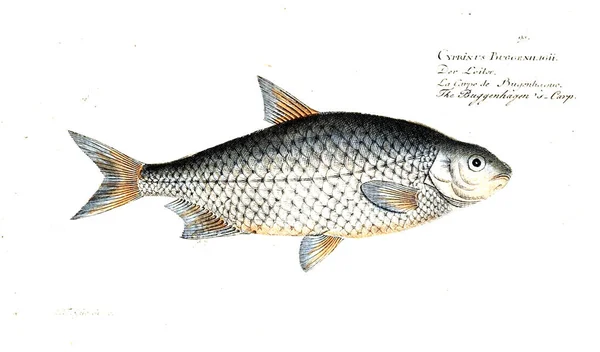 Ilustración Peces Imagen Antigua — Foto de Stock