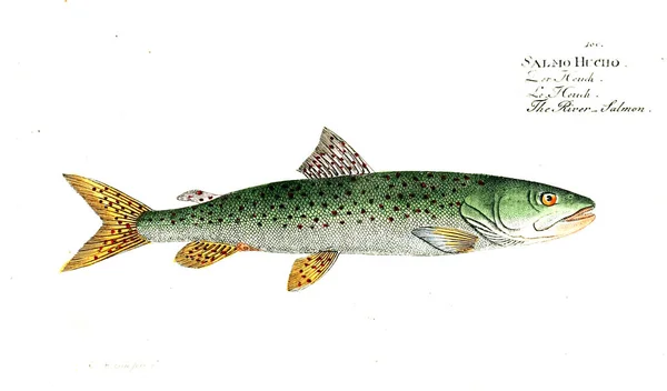 Illustration Fisk Gamla Bilden — Stockfoto