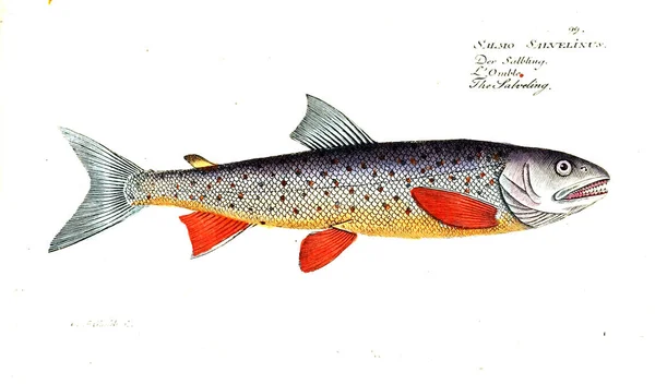 Illustration Poissons Ancienne Image — Photo