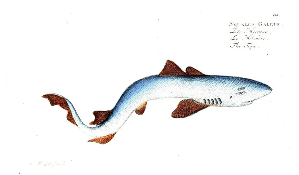 Illustration Fisk Gamla Bilden — Stockfoto
