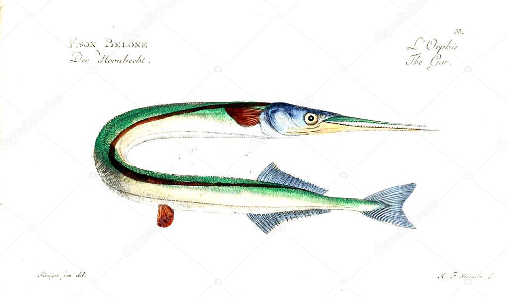 Illustration of fish. Old image
