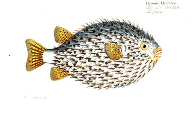 Balık Illustration. Eski resim