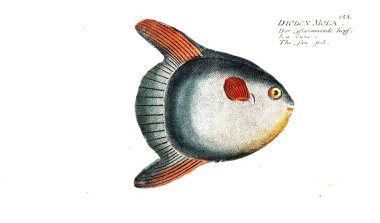Balık Illustration. Eski resim
