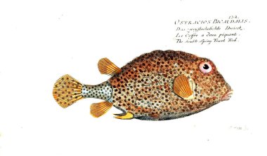 Balık Illustration. Eski resim
