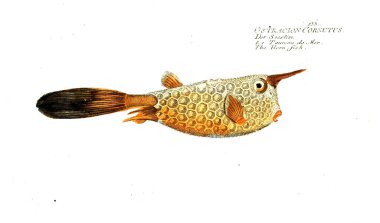 Balık Illustration. Eski resim