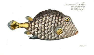 Balık Illustration. Eski resim