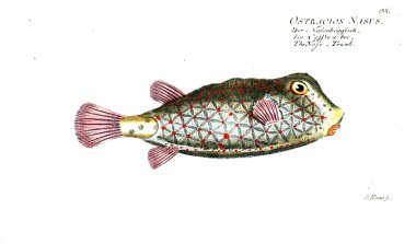 Balık Illustration. Eski resim