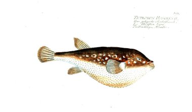 Balık Illustration. Eski resim