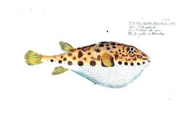 Balık Illustration. Eski resim