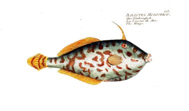 Balık Illustration. Eski resim