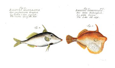 Balık Illustration. Eski resim