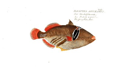 Balık Illustration. Eski resim