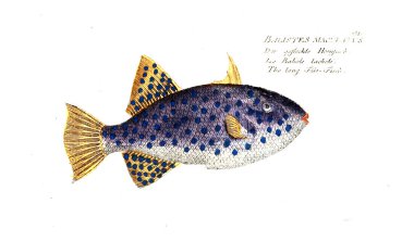 Balık Illustration. Eski resim