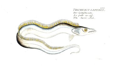 Balık Illustration. Eski resim