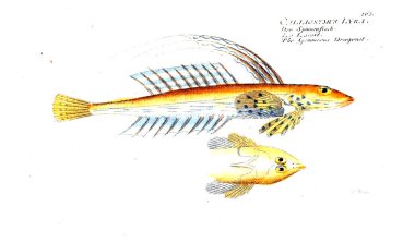 Balık Illustration. Eski resim