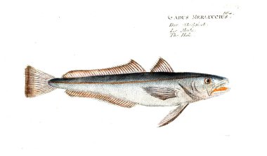 Balık Illustration. Eski resim