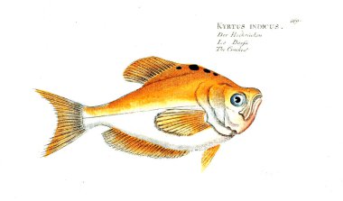 Balık Illustration. Eski resim
