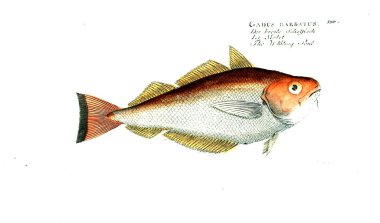 Balık Illustration. Eski resim