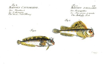 Balık Illustration. Eski resim