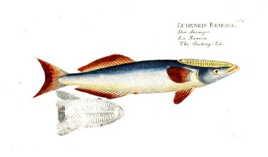 Balık Illustration. Eski resim