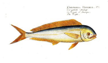 Balık Illustration. Eski resim