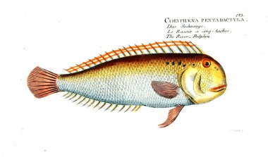 Balık Illustration. Eski resim
