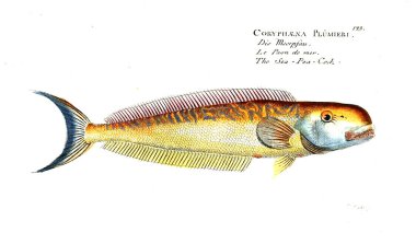 Balık Illustration. Eski resim
