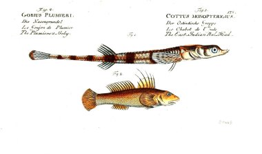 Balık Illustration. Eski resim