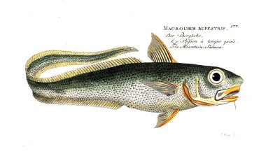Balık Illustration. Eski resim
