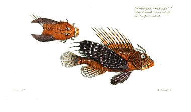 Balık Illustration. Eski resim