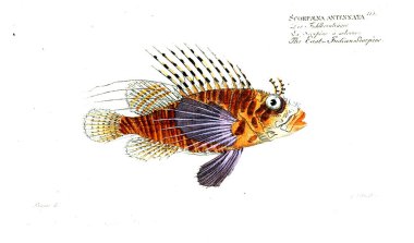 Balık Illustration. Eski resim