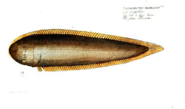 Balık Illustration. Eski resim