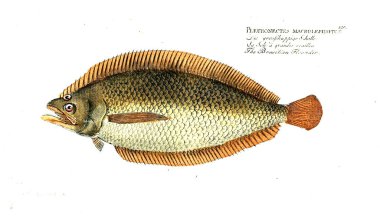 Balık Illustration. Eski resim