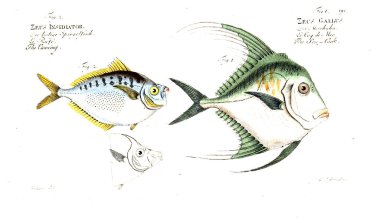 Balık Illustration. Eski resim