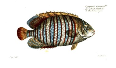 Balık Illustration. Eski resim