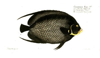 Balık Illustration. Eski resim