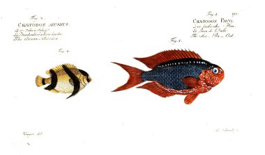 Balık Illustration. Eski resim