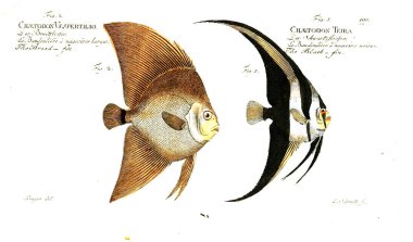 Balık Illustration. Eski resim