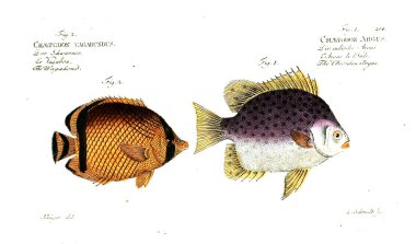 Balık Illustration. Eski resim