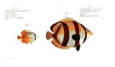 Balık Illustration. Eski resim